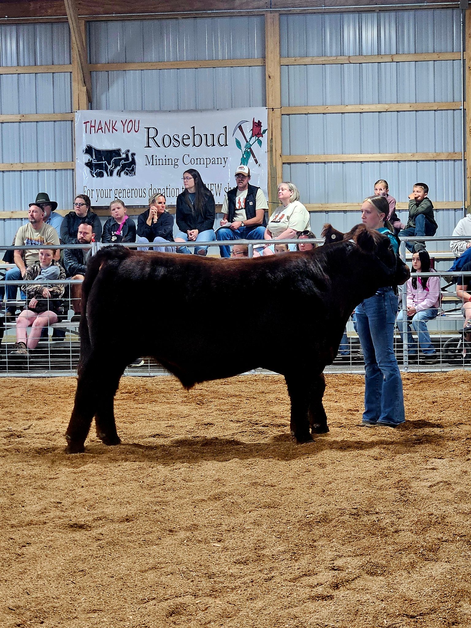 My daughter showing her market steer.